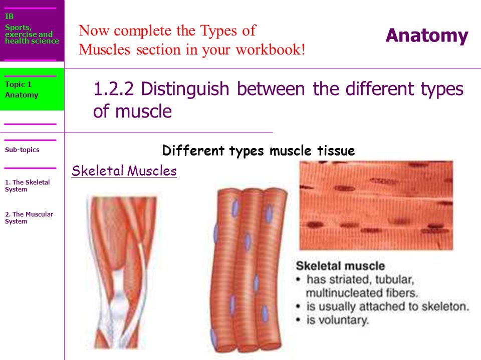 The muscular system skeletal muscle tissue